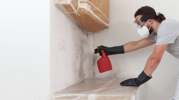 Professional Crawl Space Mold Removal technician working in Roslindale, MA